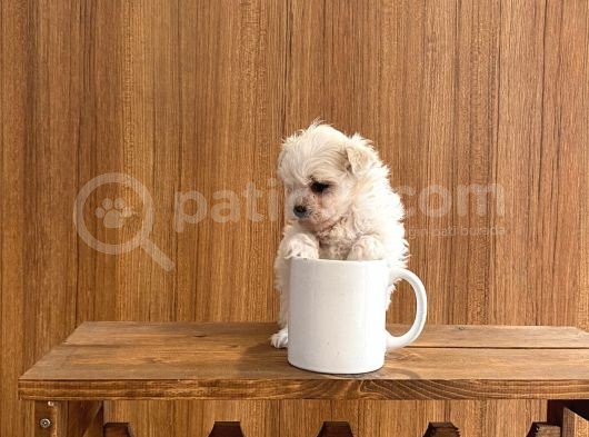 A Kalite Maltese Terrier Yavrularımız görsel