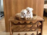 A Kalite Maltese Terrier Yavrularımız