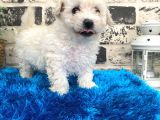 Harika Maltipoo Bebekler