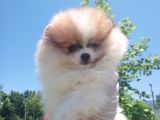 Üçü bir arada kahve tadında pomeranian
