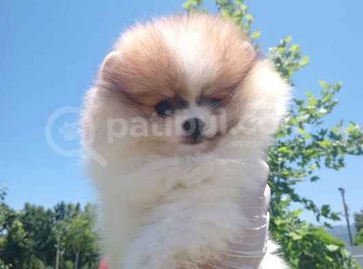 Üçü Bir Arada Kahve Tadında Pomeranian