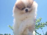 Üçü Bir Arada Kahve Tadında Pomeranian
