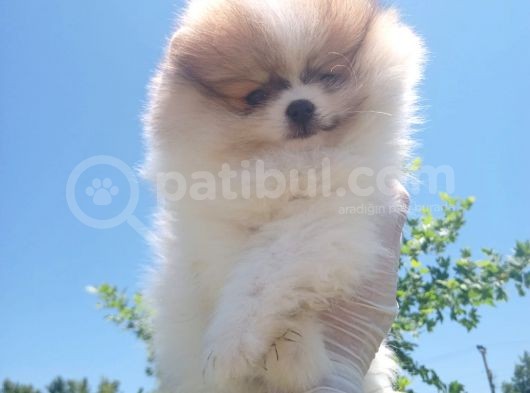 Üçü Bir Arada Kahve Tadında Pomeranian görsel