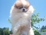 Üçü Bir Arada Kahve Tadında Pomeranian