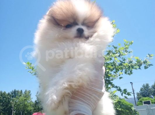 Üçü Bir Arada Kahve Tadında Pomeranian görsel