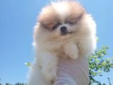 Üçü Bir Arada Kahve Tadında Pomeranian