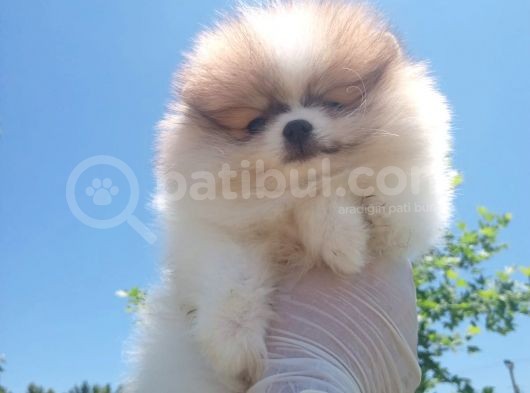 Üçü Bir Arada Kahve Tadında Pomeranian görsel
