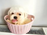 Sıfır Numara Teacup Maltese Güzellikleri