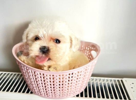 Sıfır Numara Teacup Maltese Güzellikleri görsel