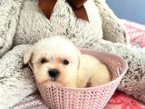 Sıfır Numara Teacup Maltese Güzellikleri