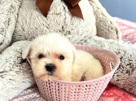 Sıfır Numara Teacup Maltese Güzellikleri görsel