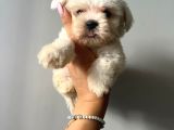 Sıfır Numara Teacup Maltese Güzellikleri
