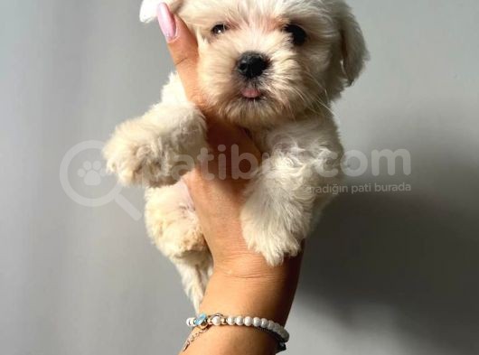 Sıfır Numara Teacup Maltese Güzellikleri görsel