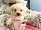 Sıfır Numara Teacup Maltese Güzellikleri