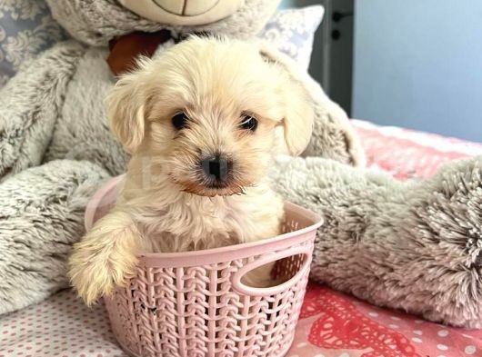 Sıfır Numara Teacup Maltese Güzellikleri