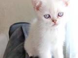British shorthair 2000tl