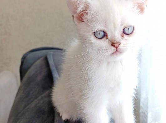 British Shorthair 2000Tl