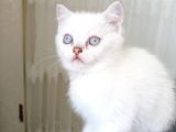 British Shorthair 2000Tl
