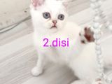 British Shorthair 2000Tl