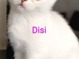 British Shorthair 2000Tl