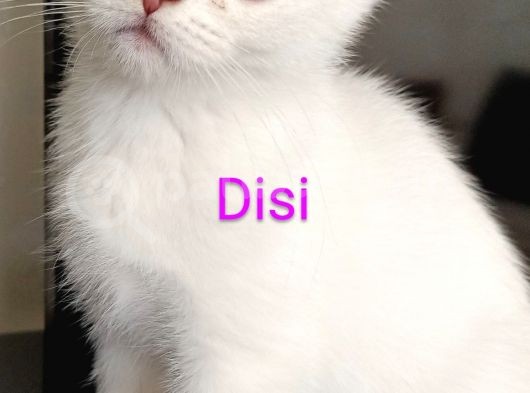 British Shorthair 2000Tl görsel