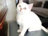 British Shorthair 2000Tl