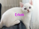 British Shorthair 2000Tl