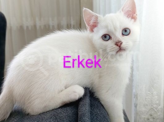 British Shorthair 2000Tl görsel