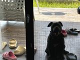 5 aylık sadık american bully