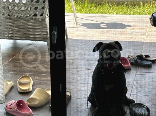 5 Aylık Sadık American Bully