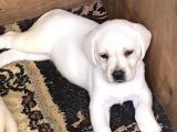 Mükemmel kalitede labrador yavrularımız