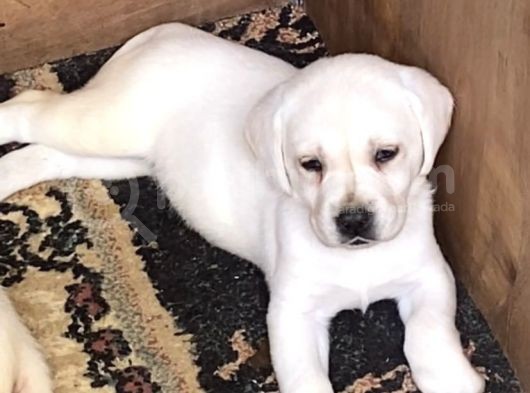 Mükemmel kalitede labrador yavrularımız