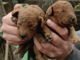 Mükemmel Kalitede Poodle Yavruları Burkemden
