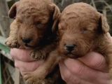 Mükemmel Kalitede Poodle Yavruları Burkemden