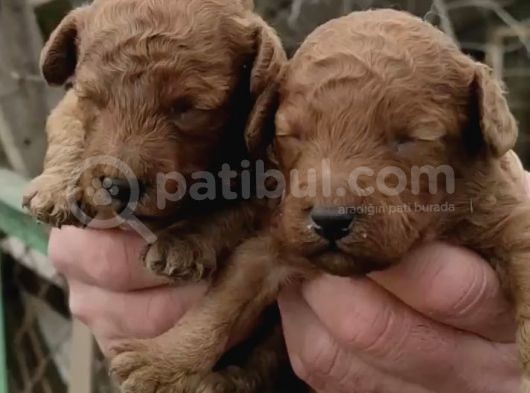 Mükemmel Kalitede Poodle Yavruları Burkemden görsel