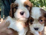 Mükemmel Kalitede Cavalier Yavruları