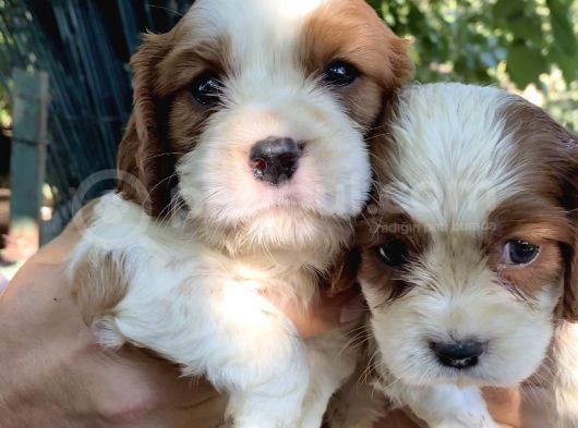 Mükemmel Kalitede Cavalier Yavruları görsel