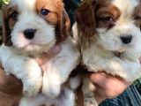 Mükemmel Kalitede Cavalier Yavruları
