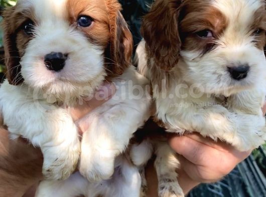 Mükemmel Kalitede Cavalier Yavruları görsel