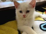 British Shorthair Erkek