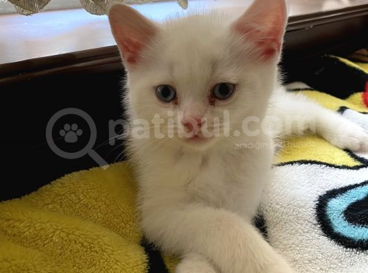 British Shorthair Erkek görsel