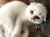 Scottish Fold