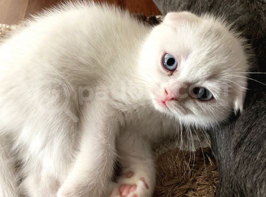 Scottish Fold görsel
