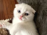 Scottish Fold