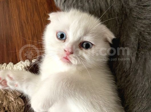 Scottish Fold görsel