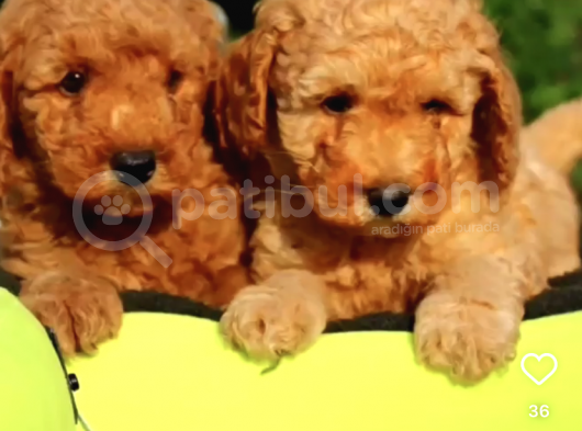 Mükemmel Kalitede Poodle Yavruları Burkemden görsel