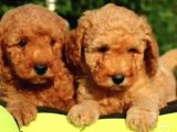 Mükemmel Kalitede Poodle Yavruları Burkemden