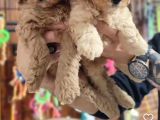 Mükemmel Kalitede Poodle Yavruları Burkemden