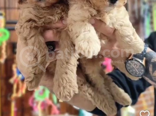 Mükemmel Kalitede Poodle Yavruları Burkemden görsel