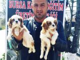 Mükemmel Kalitede Cavalier Yavruları